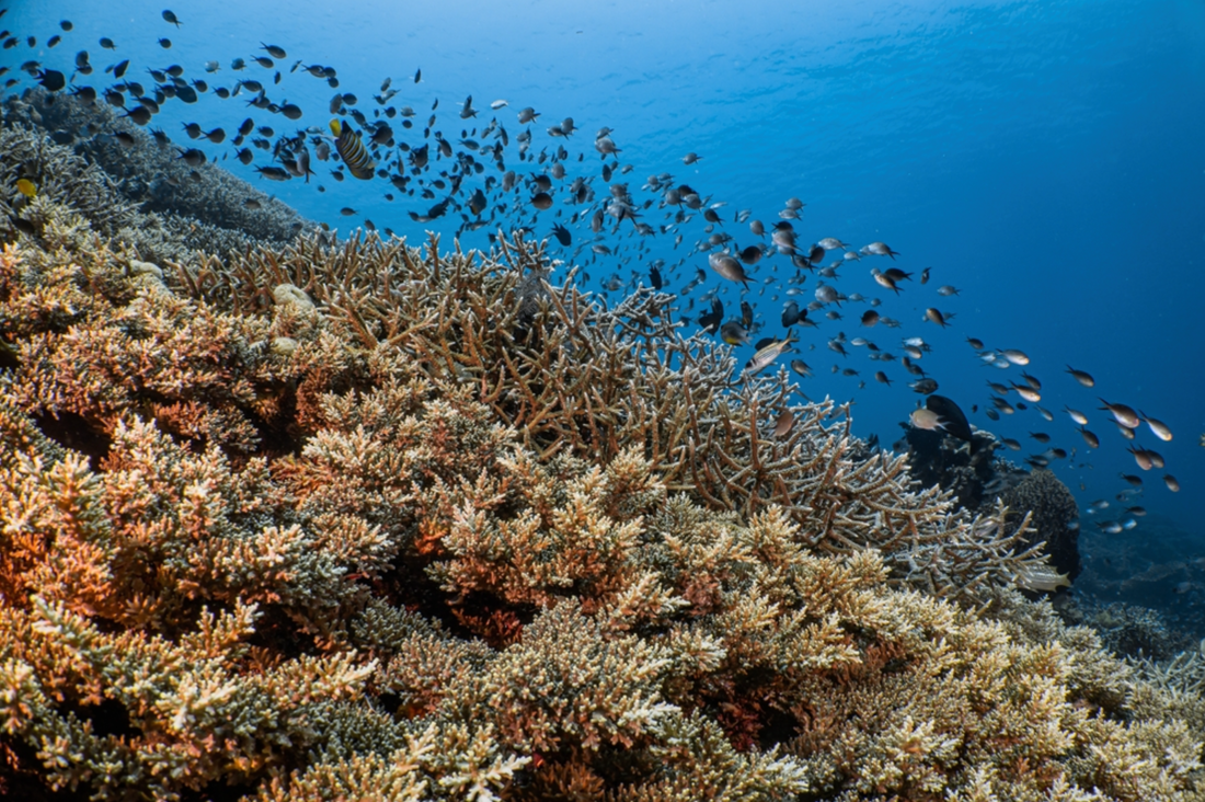 Diving Nusa Penida: Manta Rays, Mola Mola and Bali's Most Thrilling Reefs