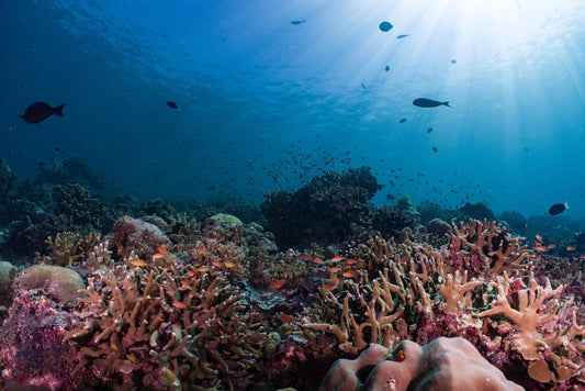 Calm, clear reef at Padangbai Bali, an ideal location for PADI Open Water course training dives