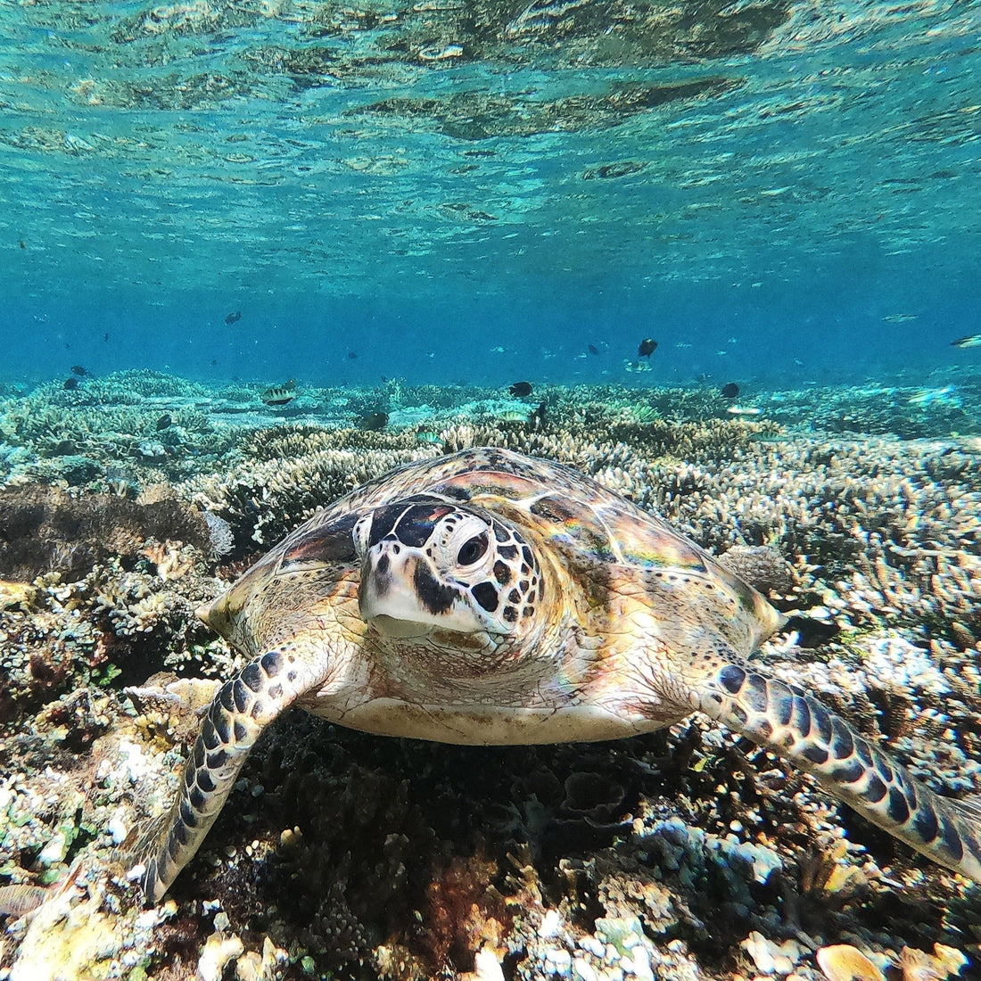 PADI Advanced Open Water in Bali: Your Next Step