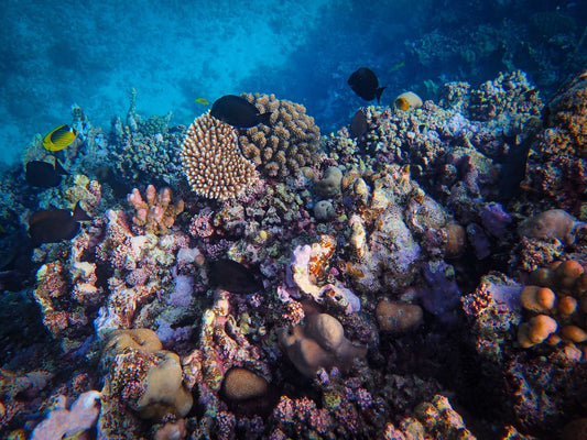 Tropical fish swimming over coral reef at Jemeluk Bay, Amed Bali