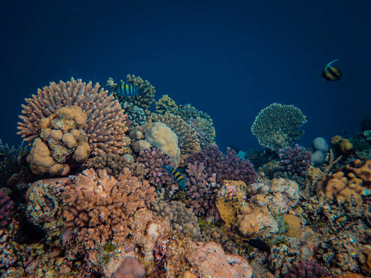 Colorful coral reef and tropical fish at a macro diving site in Bali