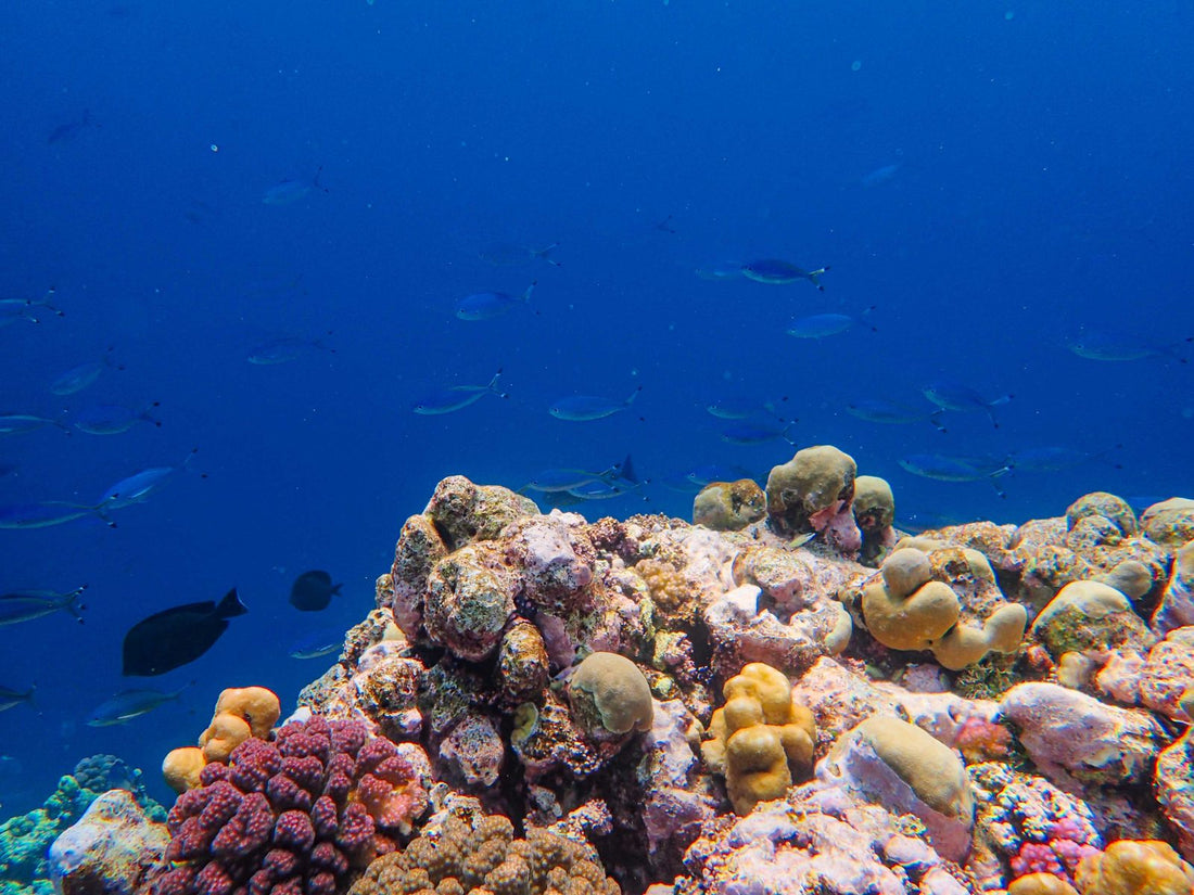 Colorful tropical coral reef representing the best dive sites across Bali's regions