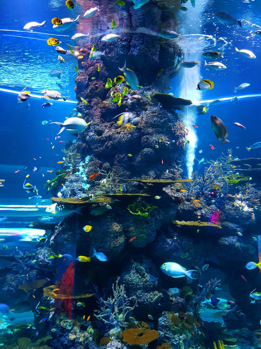 Shoal of fish underwater at a Bali dive site, representing the marine life accessible after completing a PADI Advanced Open Water course in Bali