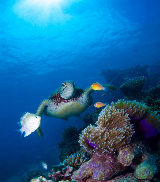 Coral reef and marine life at Crystal Bay Nusa Penida Bali diving site