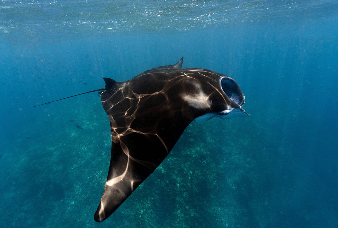 Manta ray gliding underwater at Manta Point Nusa Penida Bali
