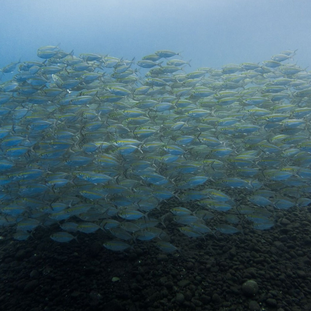 Fun Dive Sanur [2 dives]