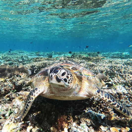 Try Dive Padangbai [2 dives]