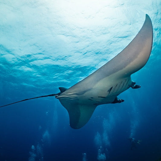 Fun Dive Nusa Penida  [3 dives]